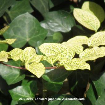 Lonicera japonica 'Aureoreticulata'