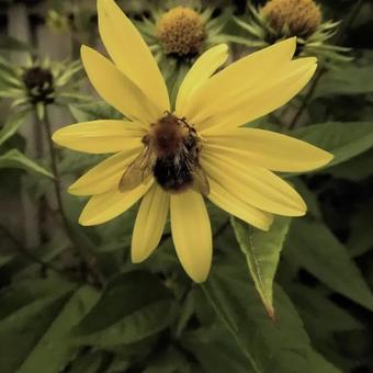 Helianthus 'Lemon Queen'