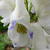 Aconitum carmichaelii 'Cloudy'