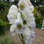 Aconitum carmichaelii 'Cloudy'