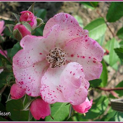 Roos - Rosa 'Alden Biesen'