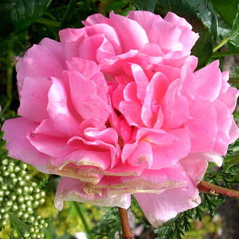 Rosa 'Rosenfee'