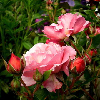 Rosa 'Marie Curie'