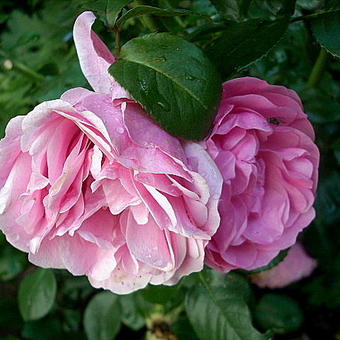 Rosa 'Léonard da Vinci'