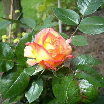 Rosa 'Sheila's Perfume'