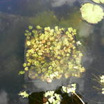 Hydrocotyle sibthorpioides 'Variegata' - Bonte waternavel