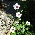 Linum grandiflorum 'Bright Eyes' - Vlas, Lijnzaad