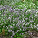 Lobularia maritima 'Koningstapijt' - Schildzaad