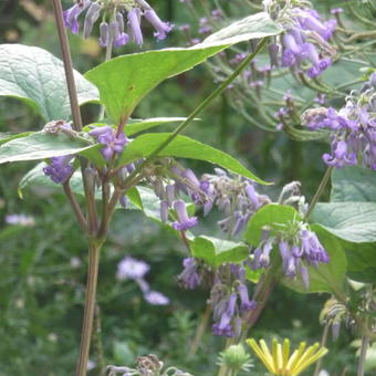 Clematis heracleifolia 'Cote d'Azur'