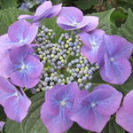 Hydrangea macrophylla 'Mariesii Grandiflora' - Hortensia