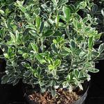 Euonymus japonicus 'Susan' - Japanse kardinaalshoed, kardinaalsmuts ,