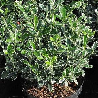 Euonymus japonicus 'Susan'