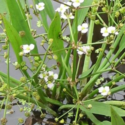 Waterweegbree, - Alisma parviflorum