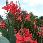 Canna glauca 'Endeavour' - Watercanna,  Bloemriet