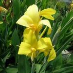 Canna glauca 'Ra' - Watercanna,  Bloemriet