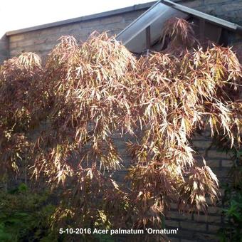 Acer palmatum 'Ornatum'