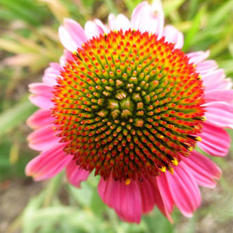 Echinacea purpurea 'Rozenrad'