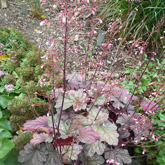 Heuchera 'Berry Smoothie'