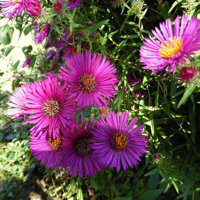 Herfstaster - Aster novae-angliae 'Septemberrubin'