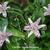 Tricyrtis formosana