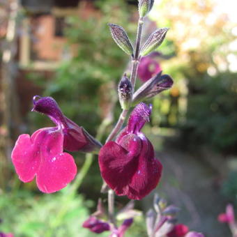 Salvia 'Nachtvlinder'