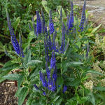 Veronica spicata 'Darwin's Blue' - Ereprijs