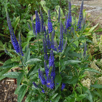 Veronica spicata 'Darwin's Blue'