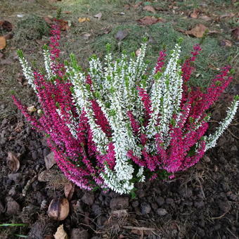 Calluna vulgaris