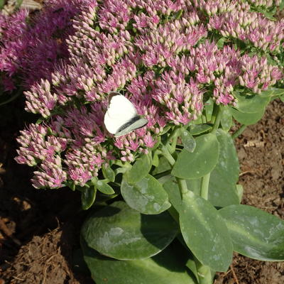 Hemelsleutel - Sedum spectabile 'Carmen'