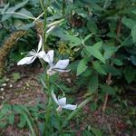 Gaura lindheimeri 'The Bride' - Prachtkaars