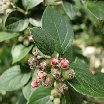 Cotoneaster dielsianus