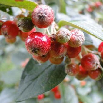 Cotoneaster dielsianus