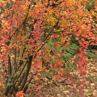 Cotoneaster dielsianus