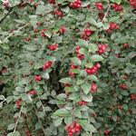 Cotoneaster dielsianus - Dwergmispel