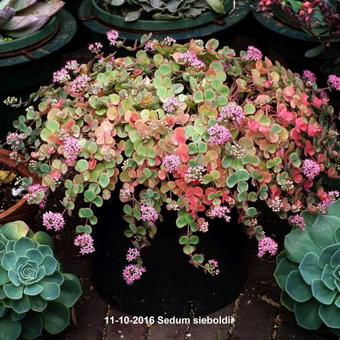 Sedum sieboldii