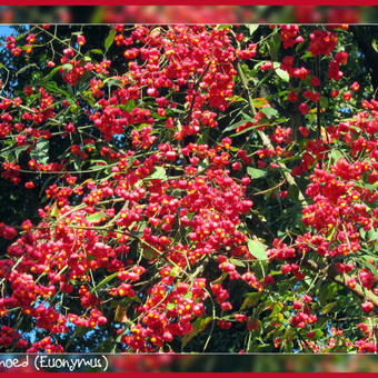 Euonymus