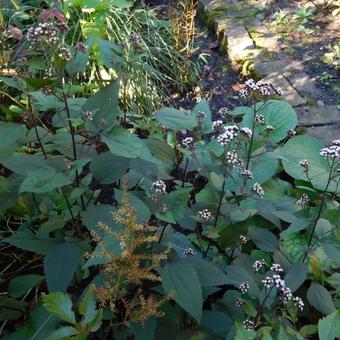 Eupatorium rugosum 'Chocolate'