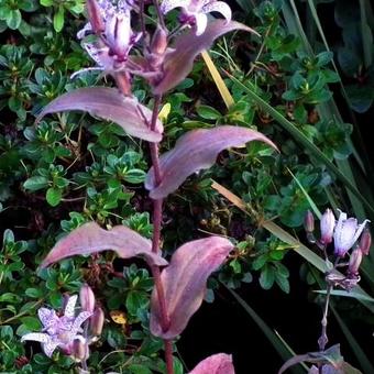 Tricyrtis formosana