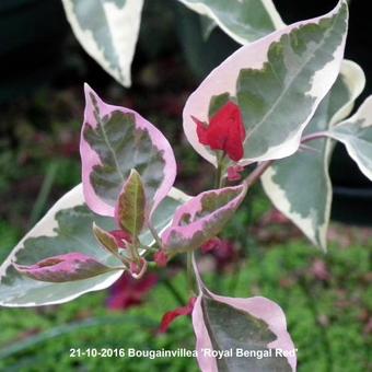 Bougainvillea 'Royal Bengal Red'