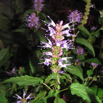 Agastache rugosa 'After Eight'