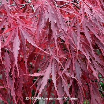 Acer palmatum 'Ornatum'