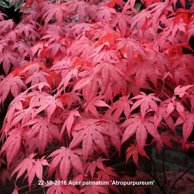 Acer palmatum 'Atropurpureum' - Japanse esdoorn