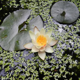 Nymphaea ‘Aurora’