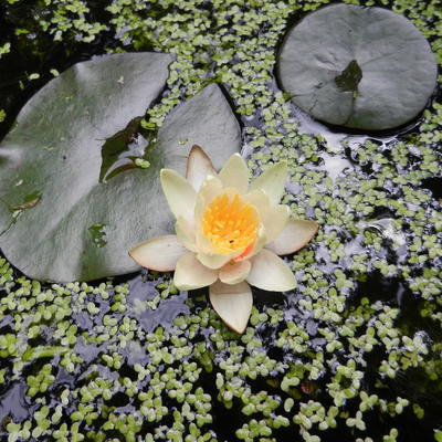 Waterlelie - Nymphaea ‘Aurora’