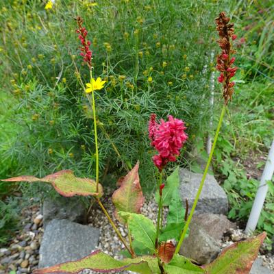 Duizendknoop - Persicaria amplexicaulis 'JS Delgado Macho'