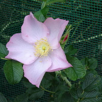 Rosa 'Dagmar Hastrup'