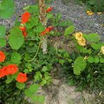 Tropaeolum majus ALASKA-series  - Oostindische kers 