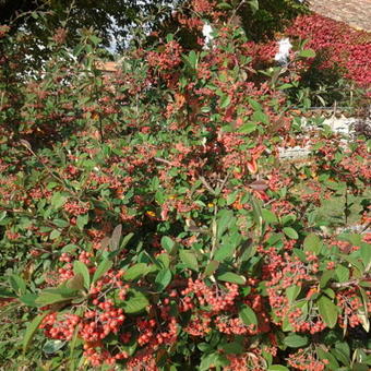 Cotoneaster lacteus