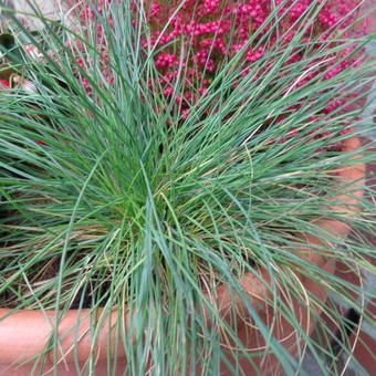 Festuca glauca 'Festina'