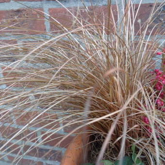 Carex comans 'Bronco'